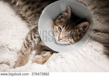Beautiful Funny Gray Kitten After Surgery. He Lies On A Soft Pillow In The Bounding Collar. Rehabili