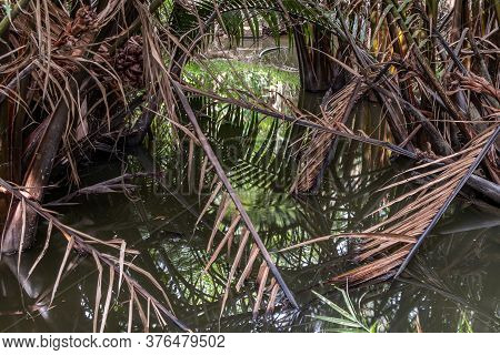 The Natural Background Of Trees That Grow In Mangrove Forests Or Waterfront Forests, Is The Integrit