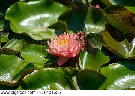 Red water lily flowers (Nymphaea alba f. rosea) in a lake. The flower is a red variety of the white water lily (Nymphaea alba).