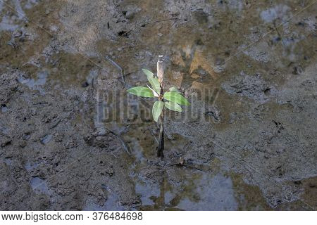 Mangrove Forest Or Intertidal Forest Seedlings Is Evergreen Help Slow Down The Occurrence Of Global 
