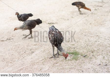 Chicken Are Looking And Ferret For Food On The Ground Naturally.