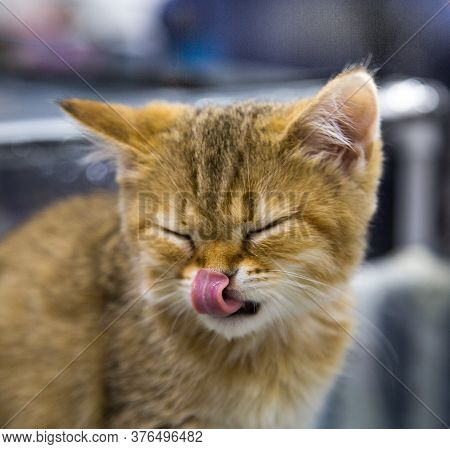 Portrait Of A Cat Breed Golden Chinchilla, Eyes Closed, Tongue Licking His Nose. Selective Focus. Pe