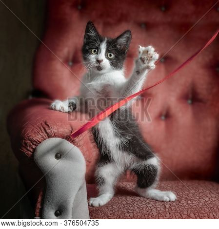 Black And White Outbred Kitten On A Red Sofa Plays With A Ribbon