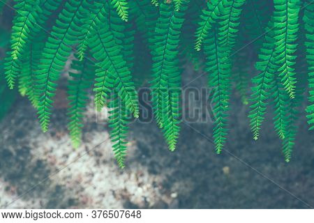 Abstract Emerald Background. Fern Leaves Close-up. Green Fronds. Natural Floral Frame. Ornamental Pl