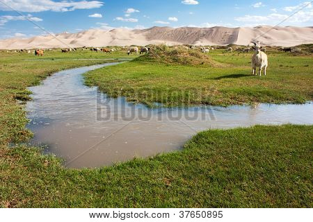 hongoryn els - oase en duin met geiten - Gobi - Mongolië