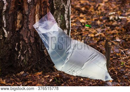 Farm For Produced From Birch In The Forest. Collecting Birch Juice Symbolizes The End Of Winter Dorm