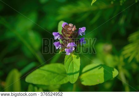 Prunella Vulgaris Single Flower, Medicinal Plant, Close Up.