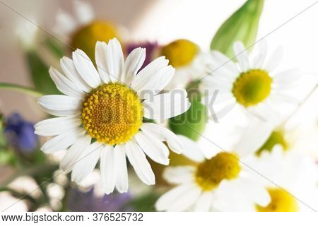 Multi-colored Flowers. Flower In The Garden On A Sunny Summer Or Spring Day. Elements For Design. Be