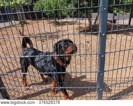 Young Friendly Rottweiler Dog In Enclosure Guarding Yard, On Sunny Summer Day