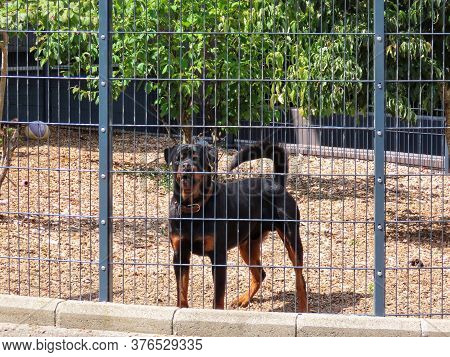 Young Friendly Rottweiler Dog In Enclosure Guarding Yard, On Sunny Summer Day