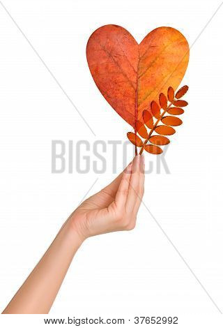 Foglie di autunno