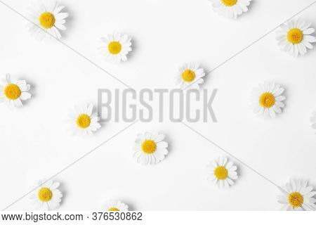 Flat Lay Composition With Fresh Chamomiles On White Background