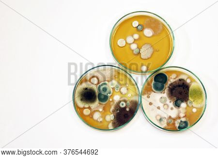Malt Extract Agar In Petri Dish Using For Growth Media To Isolate And Cultivate Yeasts, Molds And Fu
