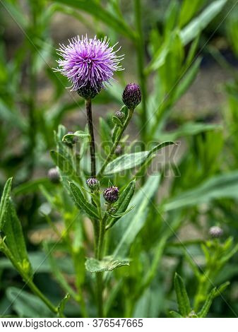 Flowers Of A Weed With The Latin Name Cirsium