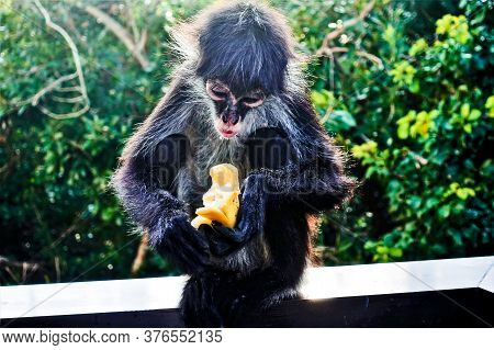 A Young Spider Monkey Is Eating A Banana, Background Is Green Foliage. The Monkey Holds A Banana In 