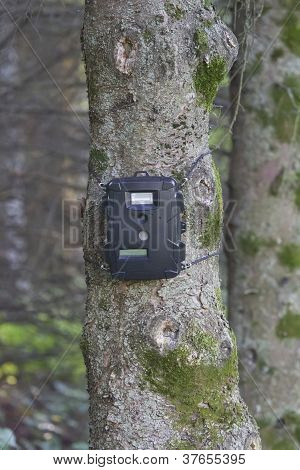 Negro sendero Cam en pino para la caza de ciervos