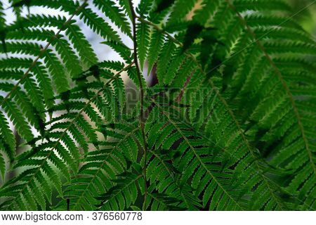 Dark Green Fern In Thailand National Park