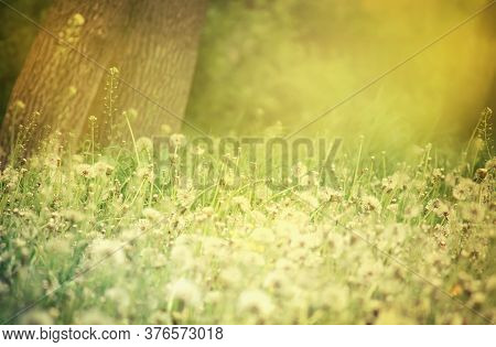 Bright Spring Natural Background With Blooming Fluffy Dandelions, Outside Nature, Soft Focus, Partia
