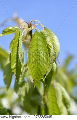 Sweet Cherry Tree Moretta Di Vignola Leaves - Latin Name - Prunus Avium Moretta Di Vignola