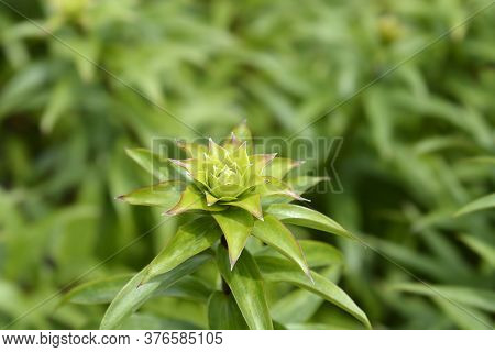 Henrys Lily Leaves - Latin Name - Lilium Henryi