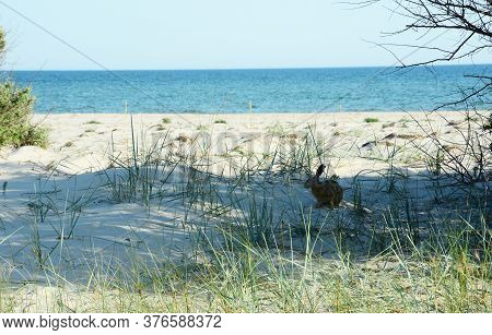 A Hare Or Jackrabbit Is Sitting On The Sand Beach With A Blue Sea In The Background In Summer.