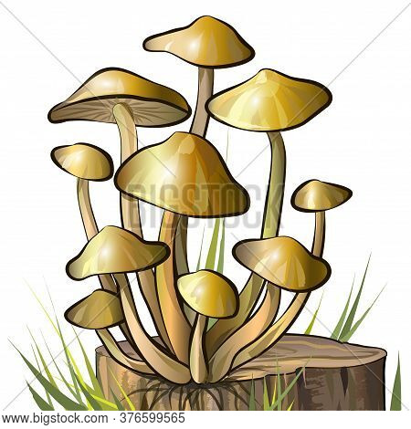 Honey Agaric Mushrooms On Stump. Vector Illustration