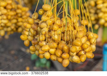Bunch Of Palm Fruit Thailand. Agriculture Economy / New Season Dates On A Date Palm Tree
