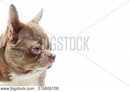 Adult Chihuahua Dog, Isolated. Little Cute Doggy On White Background. Dog Shelter Puppy. Small Short