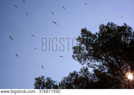 Birds Flyi In The Blue Sky Around The Tree