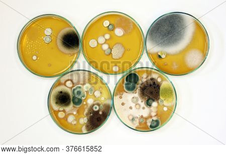 Colonies Of Yeasts, Molds, Fungal Testing In Clinical Samples, Malt Extract Agar In Petri Dish Using