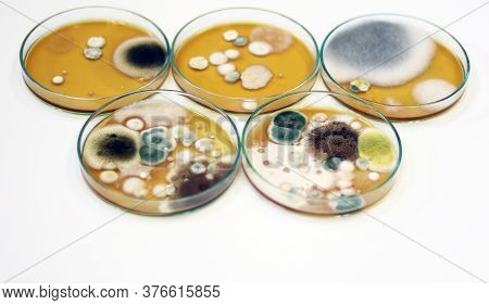 Colonies Of Yeasts, Molds, Fungal Testing In Clinical Samples, Malt Extract Agar In Petri Dish Using