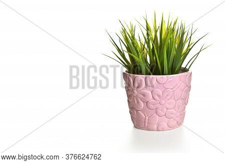 Pot Of Grass On A White Background