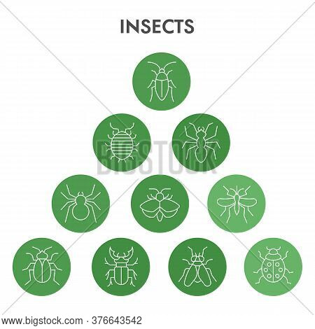 Modern Insects Infographic Design Template. Pest Control Infographic Visualization In Bubble Design 