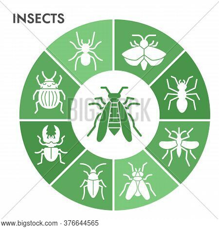 Modern Insects Infographic Design Template. Bugs And Beetles Infographic Visualization In Bubble Des