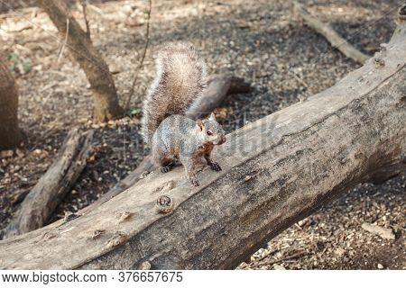 Grey Fat Squirrel With Thick Large Furry Tail Sitting On Tree In Park Outside. Animal Wild Squirrel 