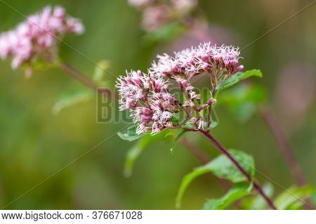 Boneset Flowers Closeup Background. Medical Herbs Series.