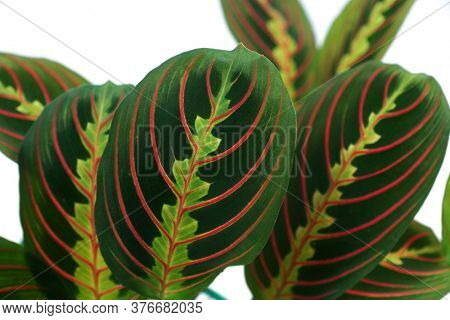 Maranta leuconeura erythroneuro on a white background