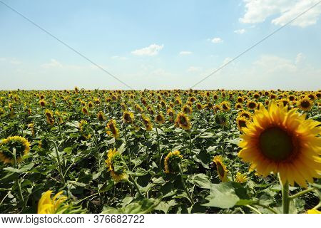 Field Of Beautiful Sunflowers Against Sky. Summer Nature