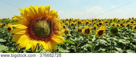 Field Of Beautiful Sunflowers Against Sky. Summer Nature