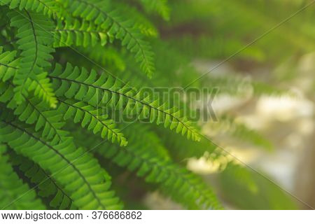 Abstract Emerald Background. Fern Leaves Close-up. Green Fronds In Sunlight. Natural Floral Frame. O