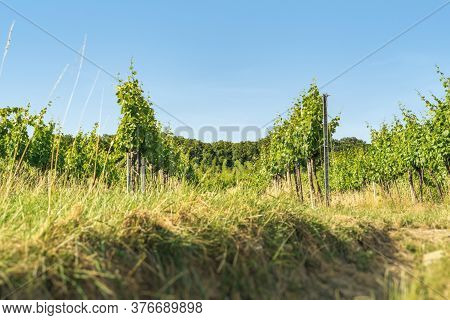 Vineyard Rows Of The City Of Vienna Austria