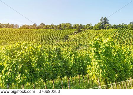 Vineyard Rows Of The City Of Vienna Austria In The Northern Grinzing Area