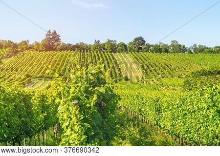 Vineyard Rows Of The City Of Vienna Austria In The Northern Grinzing Area