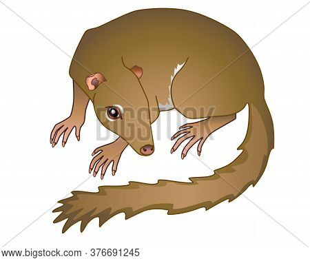 Treeshrew. Tupaia - Small Asian Animal - Vector Full Color Illustration. Small Tree Shrews Is A Prim