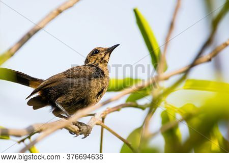 Brown Rock Chat Aka Indian Chat (oenanthe Fusca) Perching On A Twig