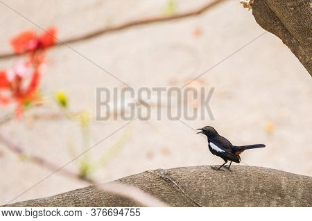 Portrait Of Indian Robin (copsychus Fulicatus) Perching On Branch And Singing