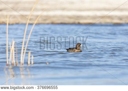 Greater Scaup Paddling In A Pool Of Water At A Nature Study Area Wetland