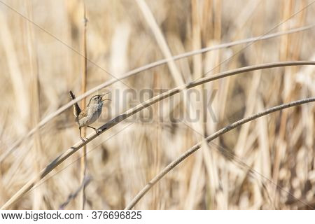 Tiny Bewicks Wren Hidden In Tan Colored Reeds, Singing During Mating Season