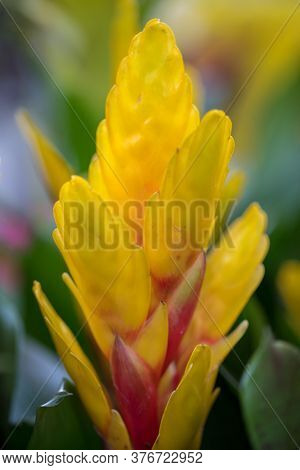 Vriesea (vriesea Bromeliaceae) Is A Tropical Ornamental Plant With Exotic Flowers Of Various Colors.