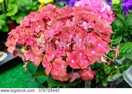 Magenda Pink Hydrangea Macrophylla Or Hortensia Shrub In Full Bloom In A Flower Pot, With Fresh Gree